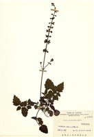 藏品(阿里山紫緣花鼠尾草)的圖片